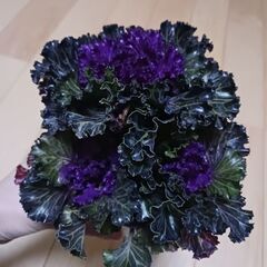 800円　葉ぼたん　3号ポット苗　赤ずきんの画像