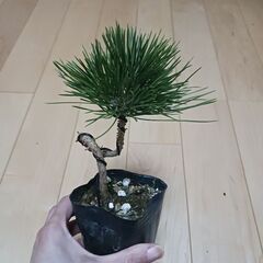 1000円　黒松　曲がり　3号ポット苗の画像