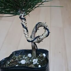 1000円　黒松　曲がり　3号ポット苗の画像