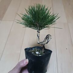 1000円　黒松　曲がり　3号ポット苗の画像