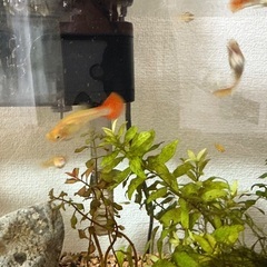 グッピーメスの画像