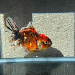 金魚　ローズテールオランダの画像