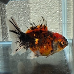 金魚　ローズテールオランダの画像