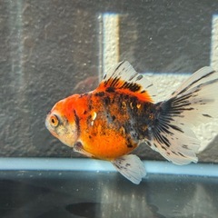 金魚　ローズテールオランダの画像