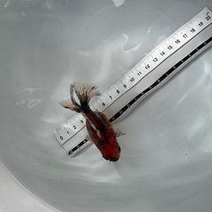 金魚　ローズテールオランダの画像