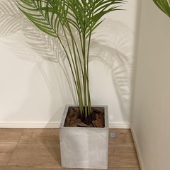 観葉植物　フェイク　美品の画像