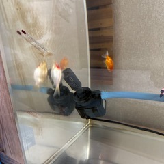 90センチ水槽セットの画像