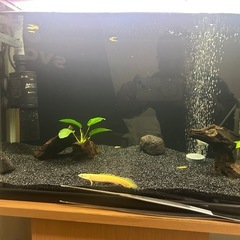 流木　アナカリスナナ付き①の画像