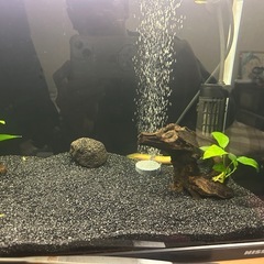 流木　アナカリスナナ付き②
 の画像