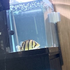 ダトニオ(フォーバータイガー)※決まりましたの画像