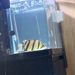 ダトニオ(フォーバータイガー)※決まりましたの画像