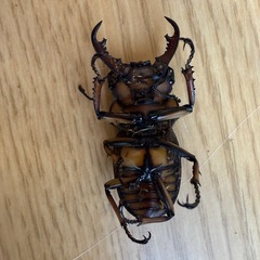 メリーメンガタクワガタ　♂1♀3の画像
