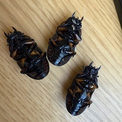 メリーメンガタクワガタ　♂1♀3の画像