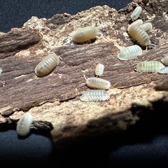 ムリナ　アルビノT- 10匹の画像