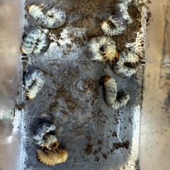 クワガタ　引退品の画像