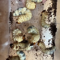 クワガタ　引退品の画像