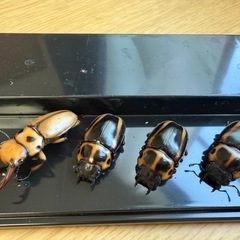 クワガタ　引退品の画像