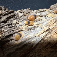 アンバーダッキー　10匹　の画像