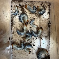 クワガタ　引退品の画像