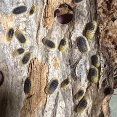 レモンブルー　10匹の画像