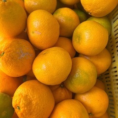 20.有田みかん5kg〜の画像