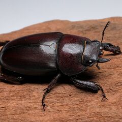 ノコギリクワガタ WF1 ペア 練馬産 25年羽化 休眠中 の画像