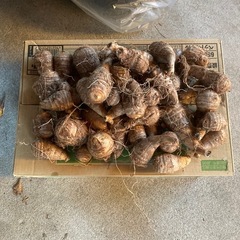 里芋の画像