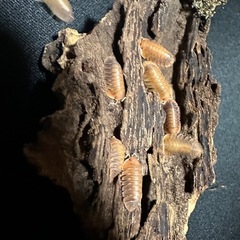 サンセットクイーン　10匹の画像