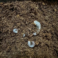 グラントシロカブト幼虫の画像
