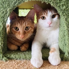 甘えん坊の仲良し兄弟‪‪❤︎‬生後5ヶ月子猫