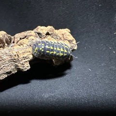 ゲストロイ　15匹の画像