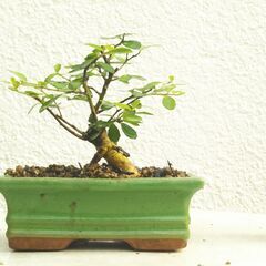 盆栽素材ハリツルマサキー１の画像