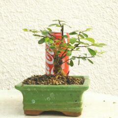 盆栽素材ハリツルマサキー１の画像