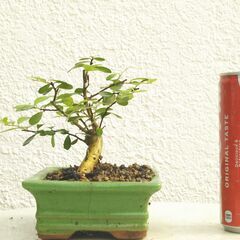 盆栽素材ハリツルマサキー１の画像