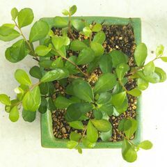 盆栽素材ハリツルマサキー１の画像