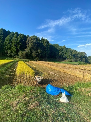 九州 産コシ ヒカリ 2025年度 30kg