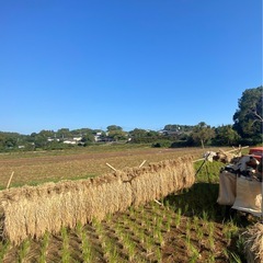 九州 産コシ ヒカリ 2025年度 30kg
の画像