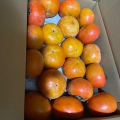 11/29収穫　和歌山県　九度山産　富有柿　甘柿　毎年人気　フルーツ　取れたての画像