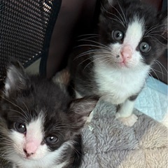 11/30(日)沢山の可愛いニャンコが集まります💓