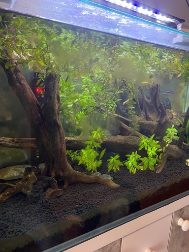 GEX90センチ曲面水槽と水槽GEX台一式　中古1年落ち 2025年最新】Yahoo!オークション -gex 90 水槽の中古品・新品・未使用