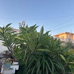 プルメリアの画像