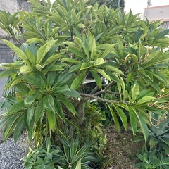 プルメリアの画像