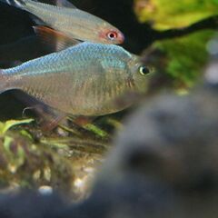 コロンビアレッドフィン 3～5匹　淡水魚　小型熱帯魚テトラ・カラシンの仲間の画像