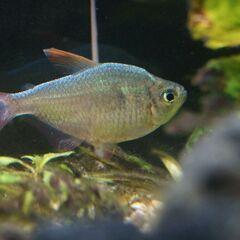 コロンビアレッドフィン 3～5匹　淡水魚　小型熱帯魚テトラ・カラシンの仲間の画像