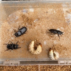 山梨県天然オオクワガタ幼虫♂の画像