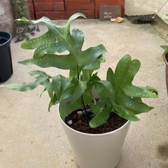 🌱ラウアエ　沖縄ウラボシの画像