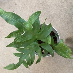 🌱ラウアエ　沖縄ウラボシの画像