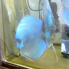 ディスカス【ペア】　スーパーブルーダイヤの画像