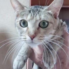 【里親募集】推定2〜3歳・女の子 （ワクチン済／ウイルス検査済〈...