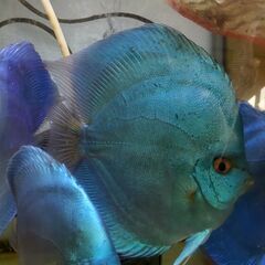 ディスカス【ペア】　スーパーブルーダイヤの画像